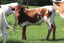 Heifer calf 2023 Swagger x Kat Nap BCB