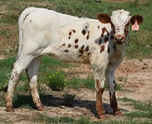 Artemis 24 Heifer