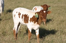 RJF Illini X Heads UP - Calf - Tag 021