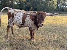 MN Charro's  Playboy Angel