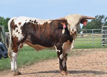 JAMMIN TEX X RM OK LADY PAT 555 TAG 225