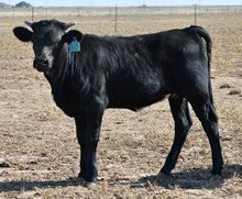 DB Prom's Celia Heifer