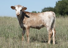 DCT - CUTTING LIGHT - HEIFER