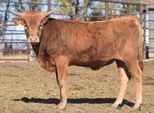 HL JANGO X SL COWBOY'S VIDA TAG 401