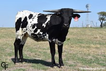 GF BUCKING COWGIRL