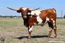 ECR MISS RODEO CELINA