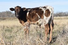 DON x Diamond on the Rocks bull calf