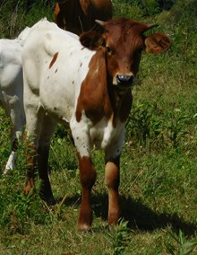 Rowdy x Lady Love heifer