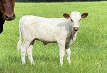 Magic glory heifer