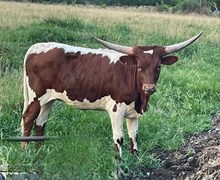 Gypsy's Rebel Sage TK x Bubba Tuff Chex heifer