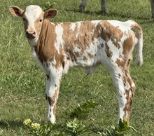 Razzlin’ 24 Heifer 