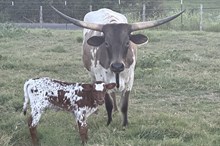 DON x Sonata heifer calf