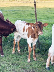 Del Charro X BL Lacey J Heifer Calf