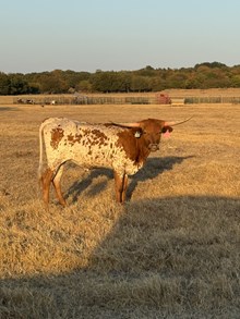 Southern Belle’s Ex Heifer