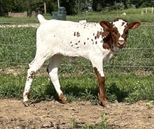 My Girl Heifer 2024