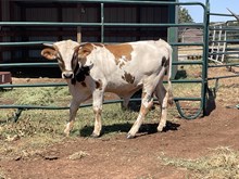 Jolene/JW Bull Calf