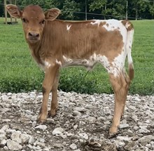 Baby Blues Heifer 2024