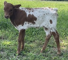 Miss Ruby J Heifer 2024