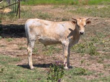 2024 BLONDIE BULL CALF