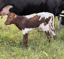 JH RURAL SAFARI SON X LC OPTIMUS STAR HEIFER (ET)