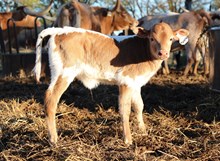 Safari Meseta El x Roman Crown Heifer Calf