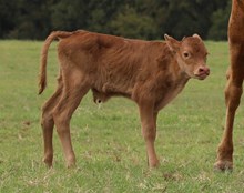 Reba x Roman Crown Bull Calf