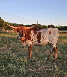 2022 CR JUST FROSTED CHEX HEIFER CALF