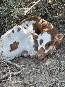 April Bull Calf