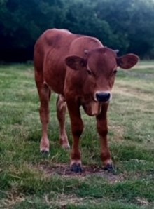 Bull Calf