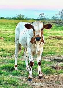 Bull Calf