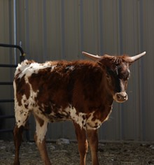 DIXIE CALF