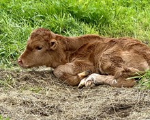 Heifer (Voodoo x Llano Sissie)