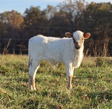 Bull calf