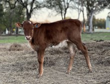 Miss Melanie x Roman Crown Heifer Calf