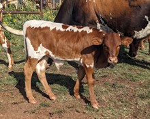 Meritorious Star 2024 Bull Calf