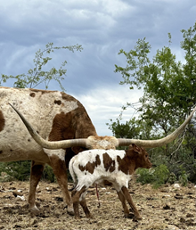 Moonshine Bull Calf